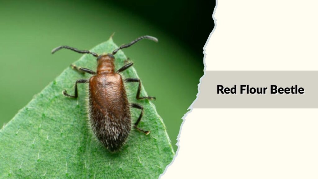 Red Flour Beetle