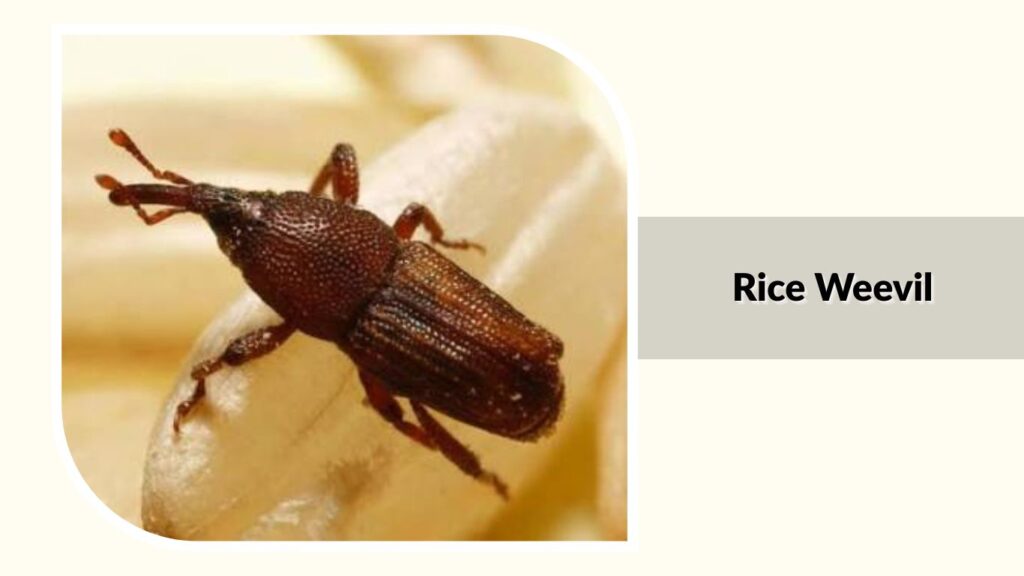 Rice Weevil