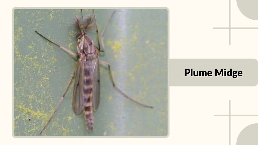 Plume Midge