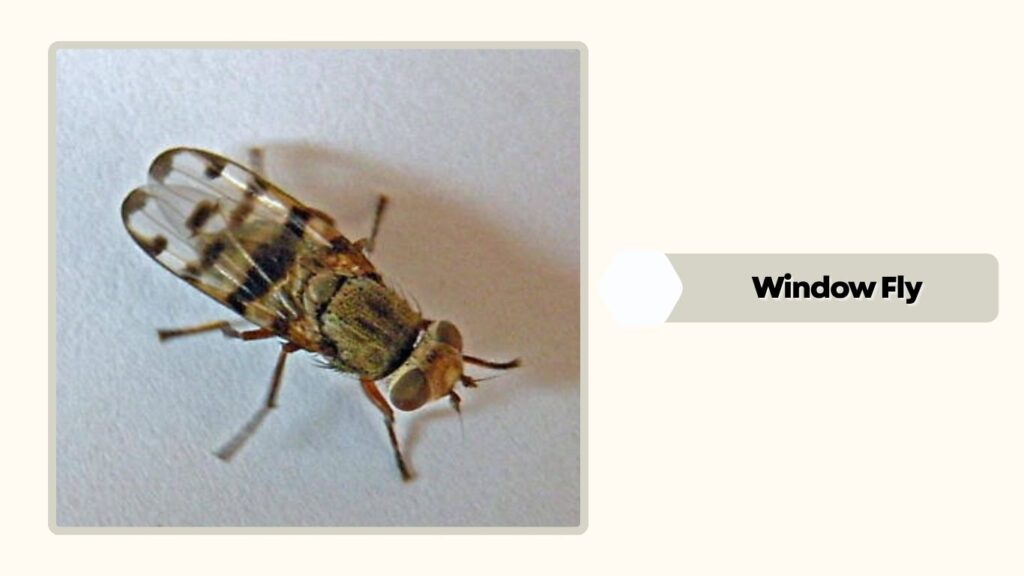 Window Fly