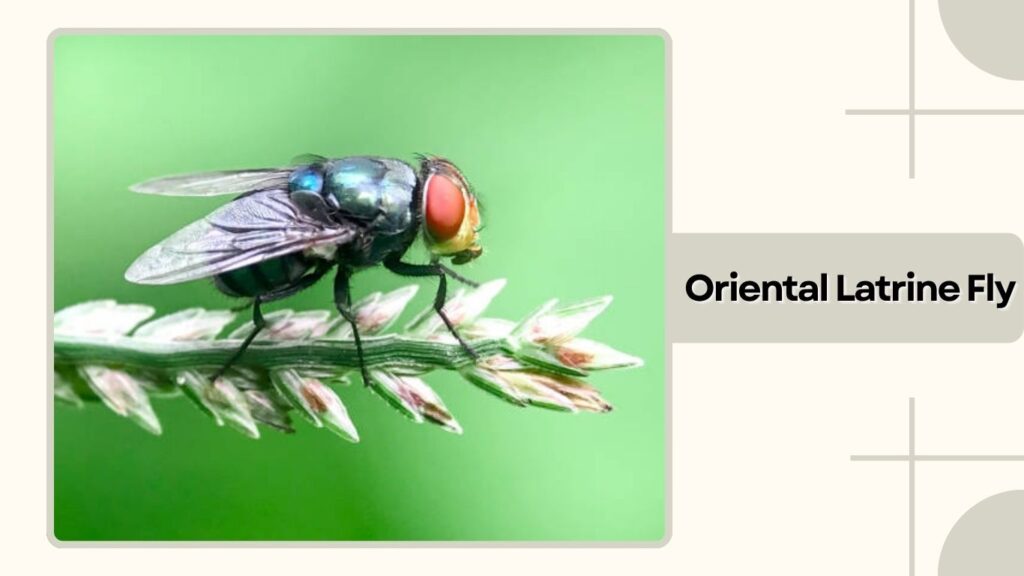  Oriental Latrine Fly