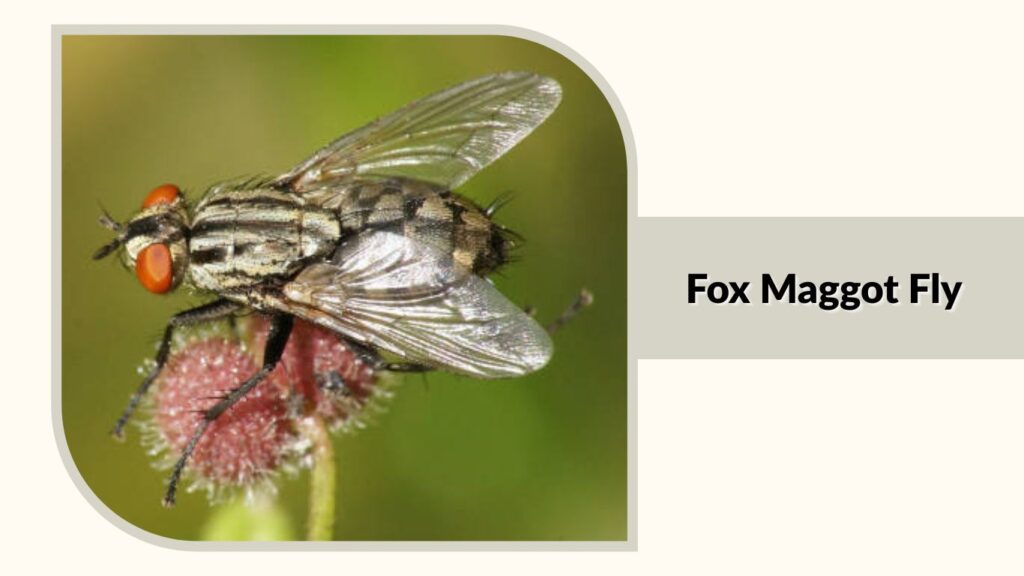  Fox Maggot Fly