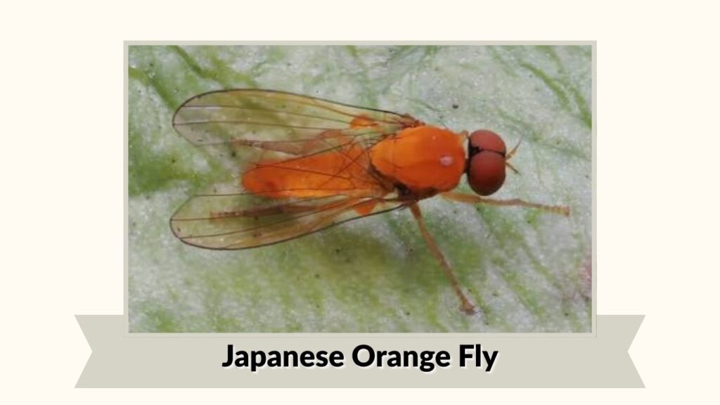 Japanese Orange Fly
