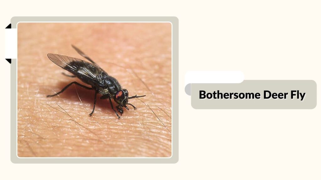 Bothersome Deer Fly 