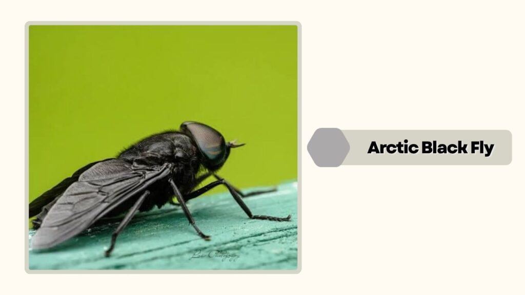  Arctic Black Fly