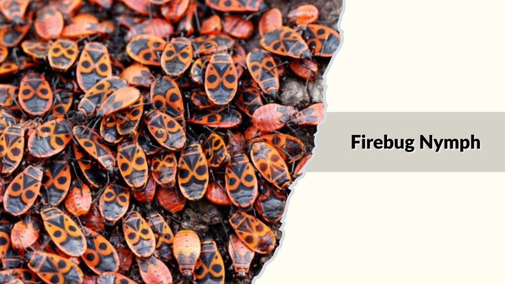 Firebug Nymph