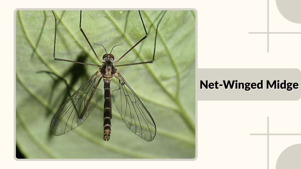  Net-Winged Midge