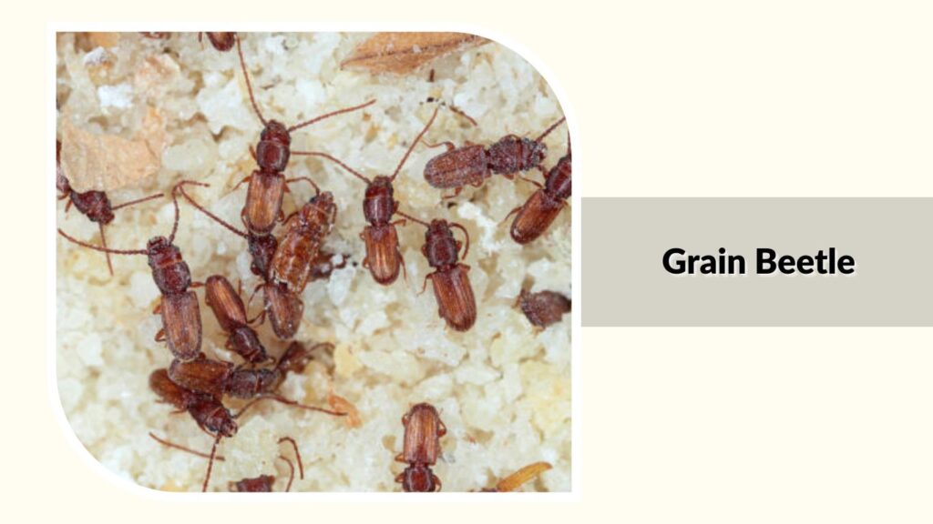 Grain Beetle