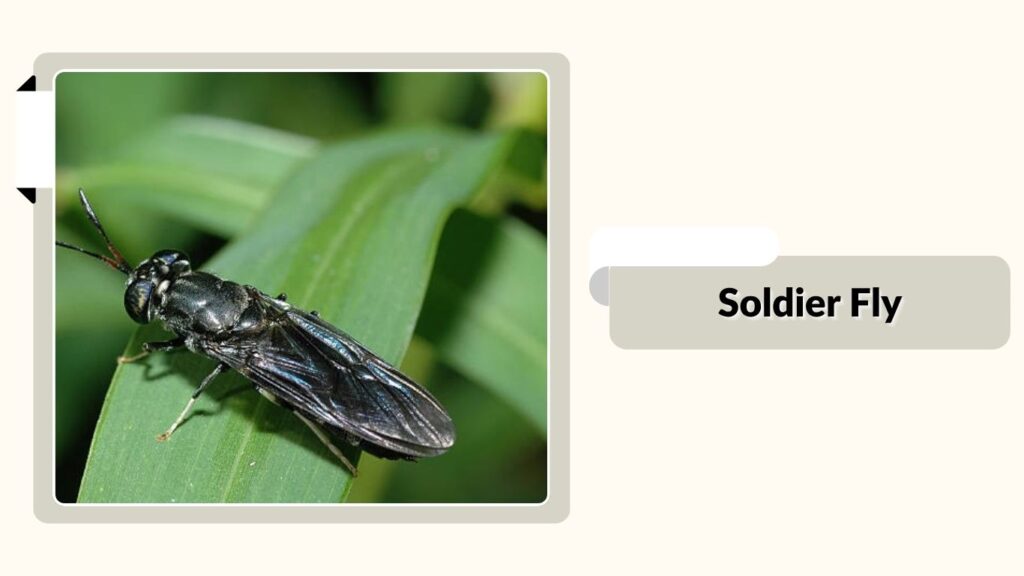 Soldier Fly