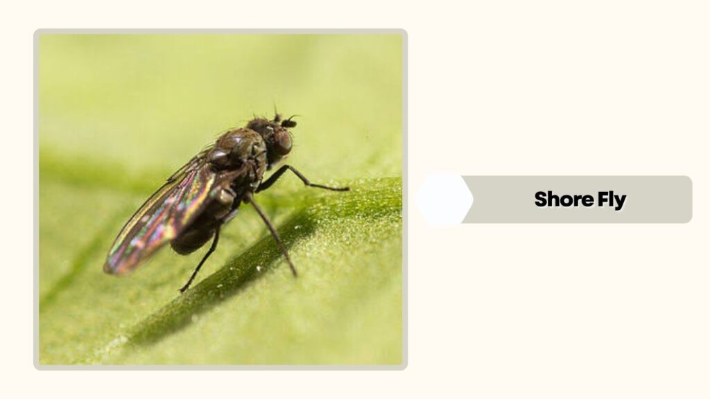  Shore Fly