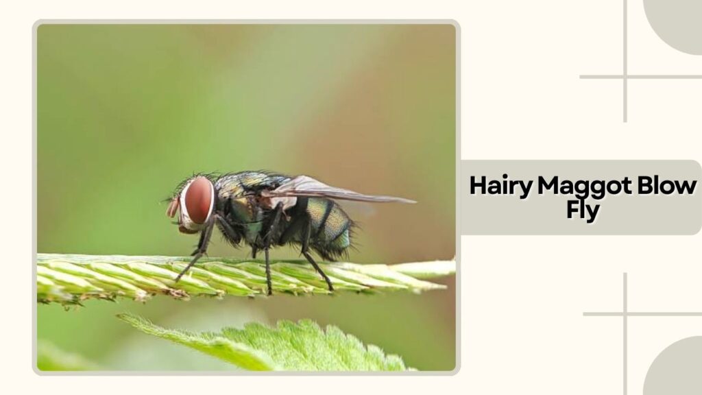 Hairy Maggot Blow Fly