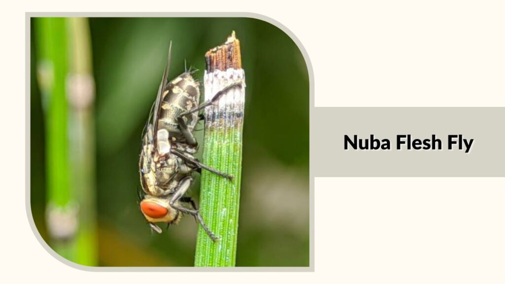  Nuba Flesh Fly 