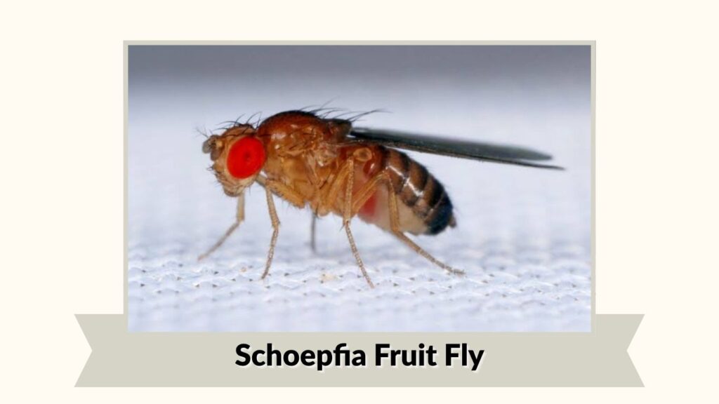 Schoepfia Fruit Fly