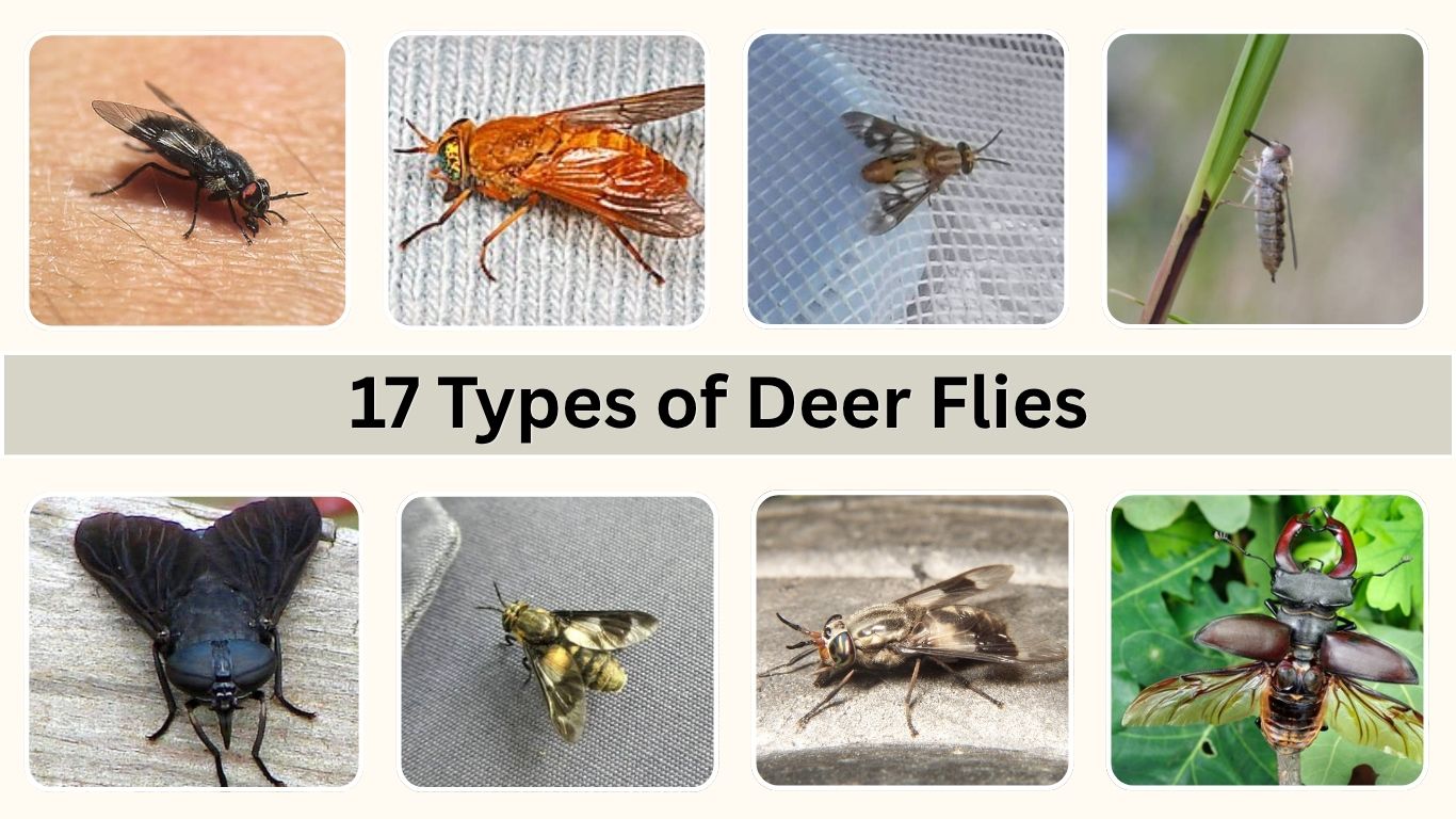 17 Types of Deer Flies: Identification, Habitat with Pictures