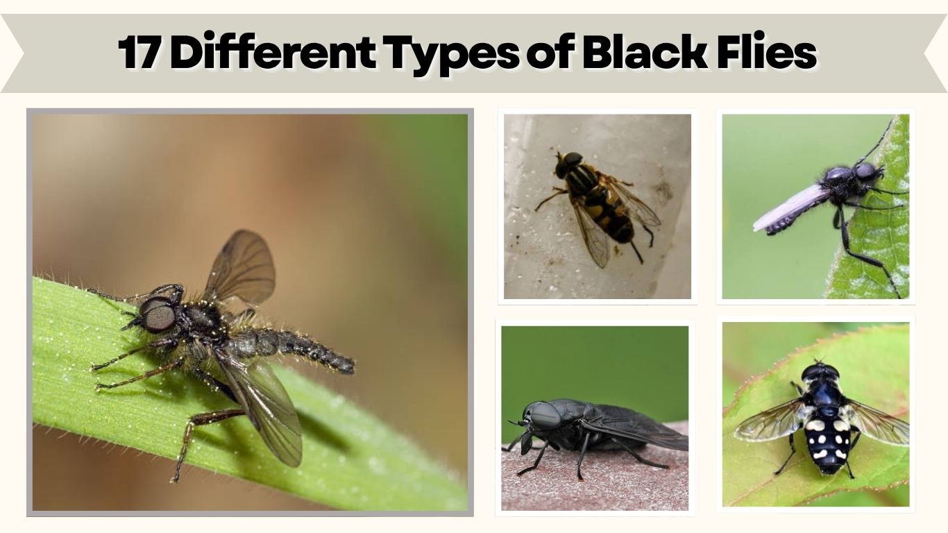 17 Different Types of Black Flies: Species, Habitat, ID with Pictures