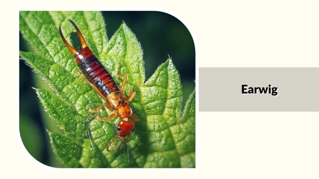 Earwig