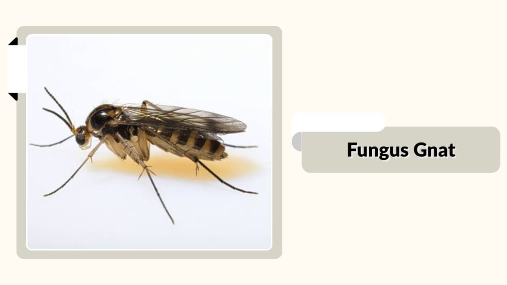  Fungus Gnat