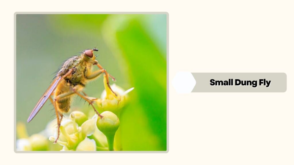 Small Dung Fly