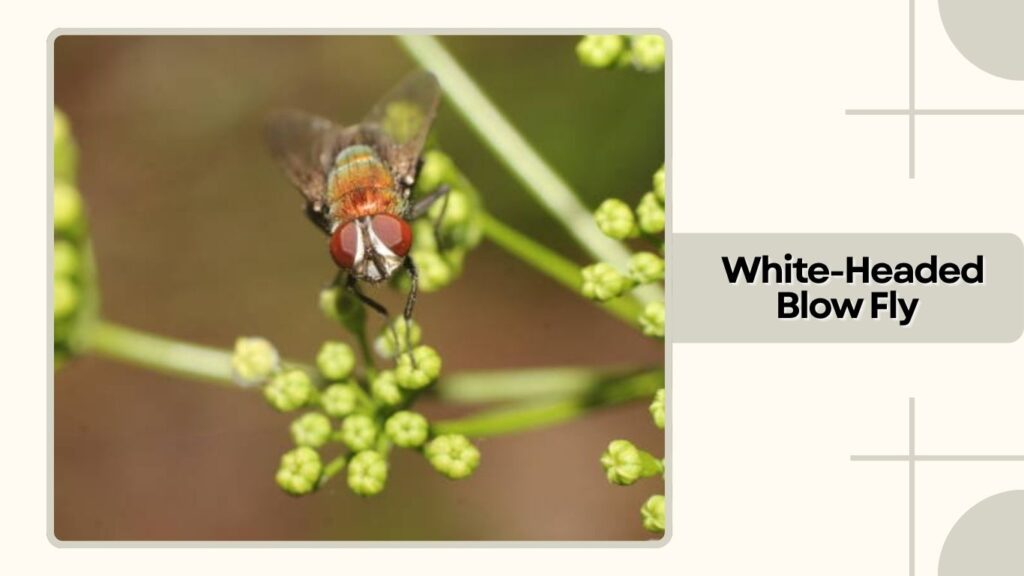  White-Headed Blow Fly
