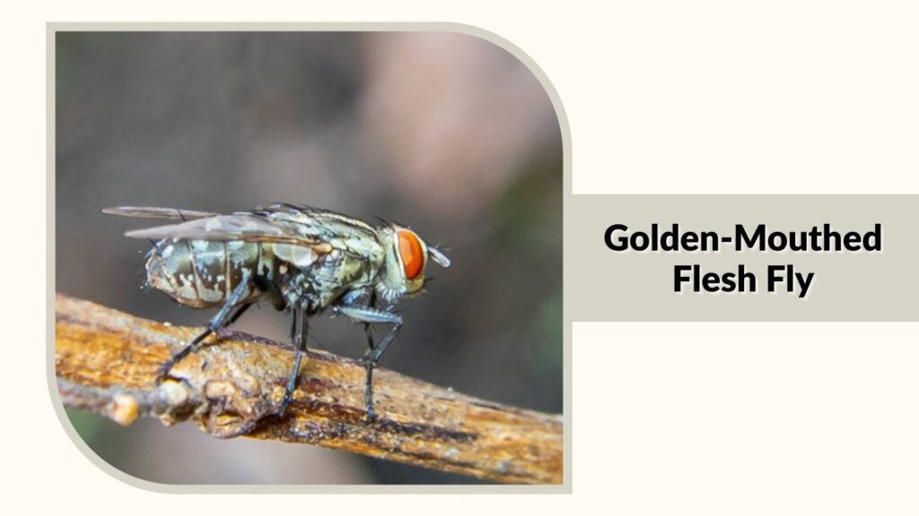  Golden-Mouthed Flesh Fly