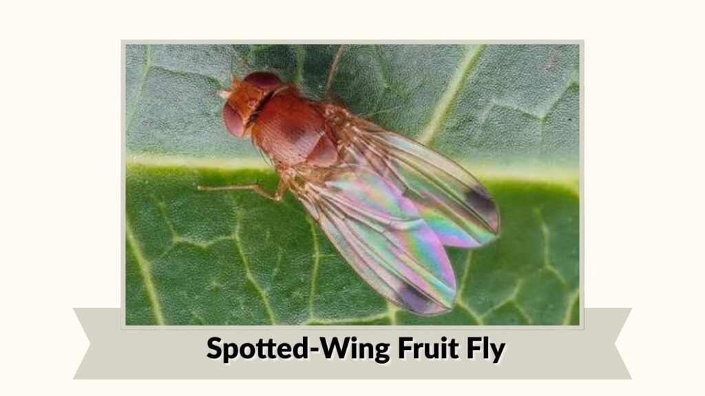 Spotted-Wing Fruit Fly