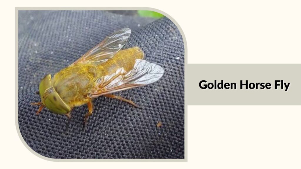  Golden Horse Fly