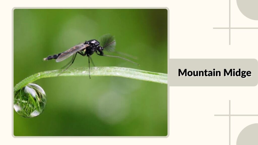 Mountain Midge