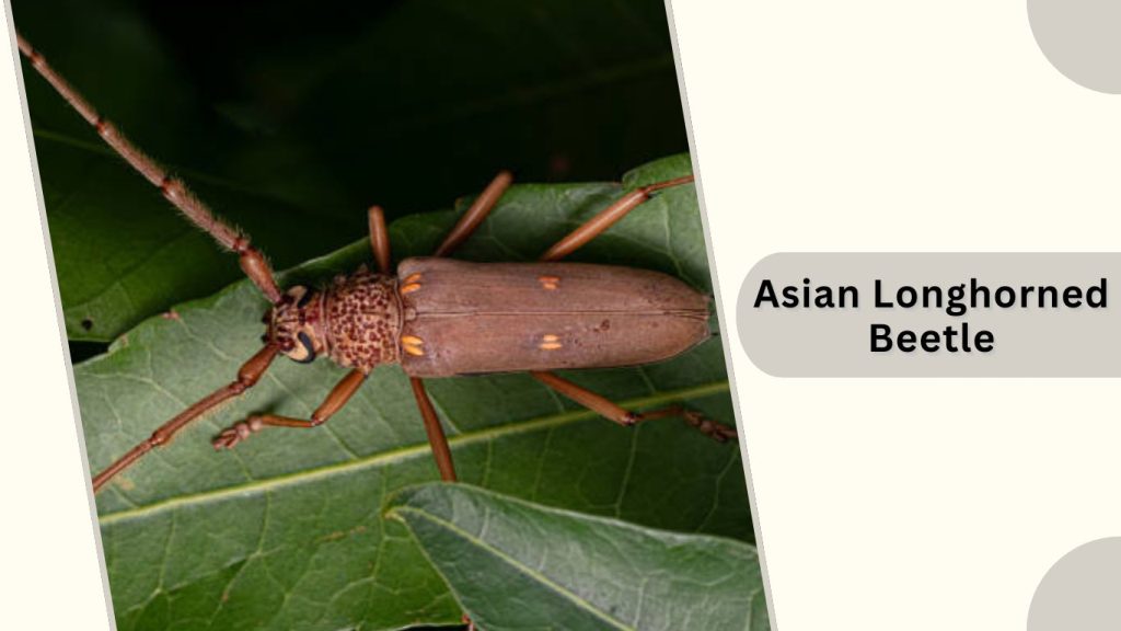 Asian Longhorned Beetle