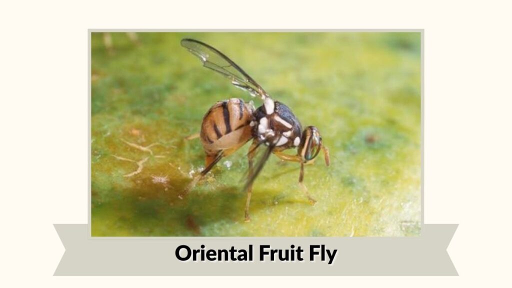  Oriental Fruit Fly