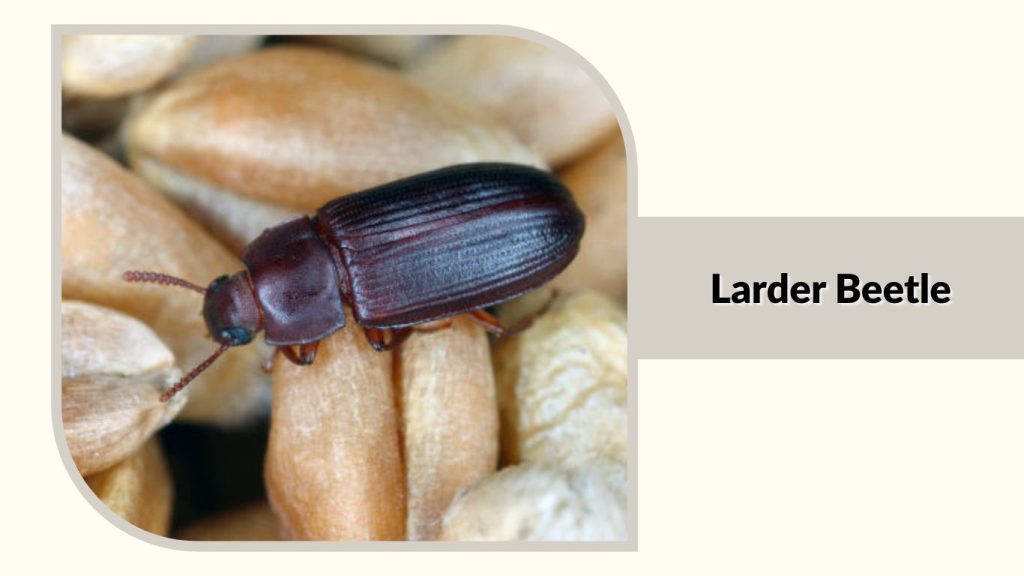 Larder Beetle