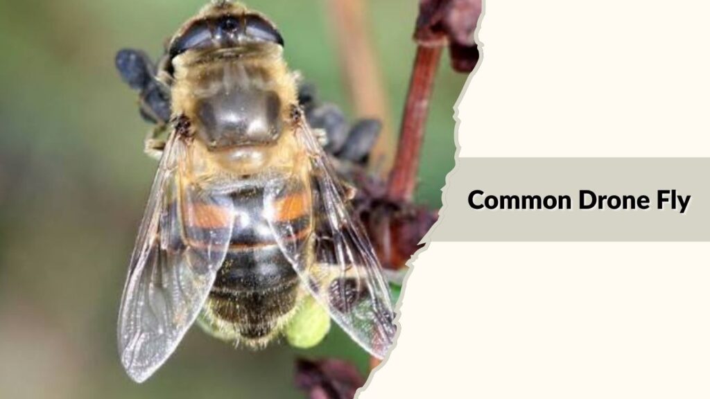  Common Drone Fly (