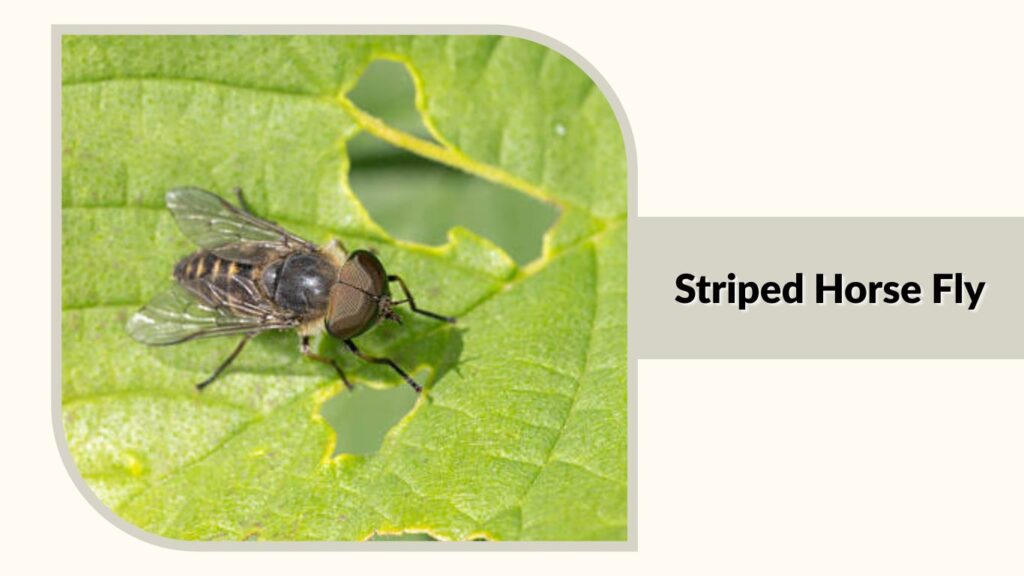 Striped Horse Fly