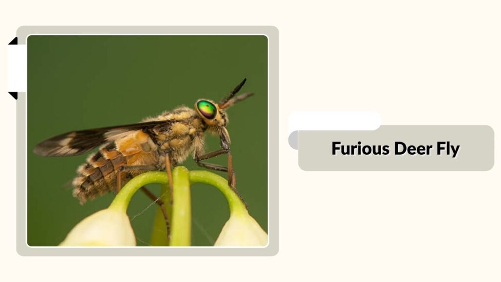  Furious Deer Fly