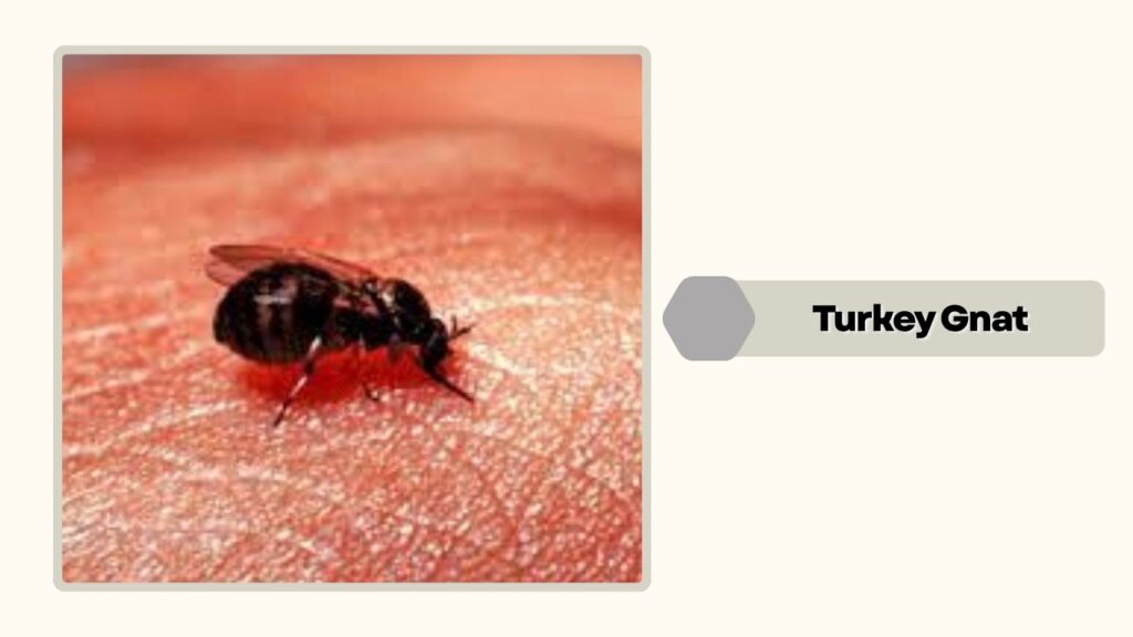  Turkey Gnat