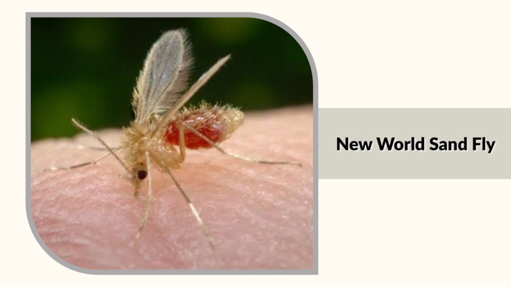  New World Sand Fly