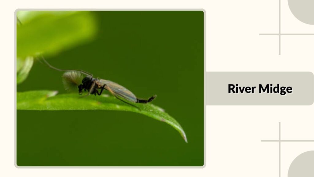 River Midge