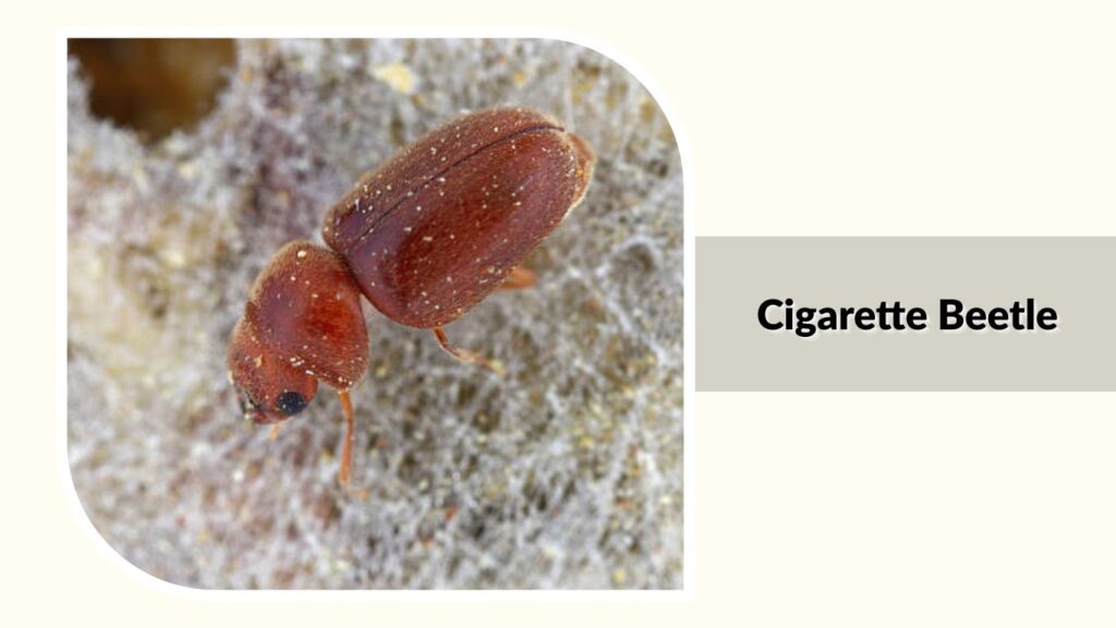 Cigarette Beetle