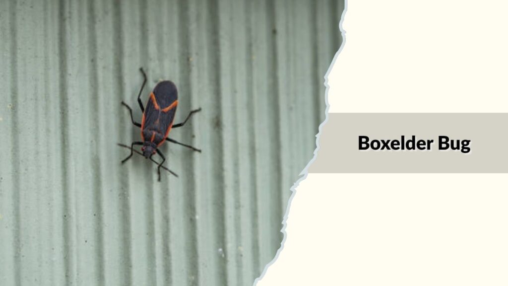 Boxelder Bug