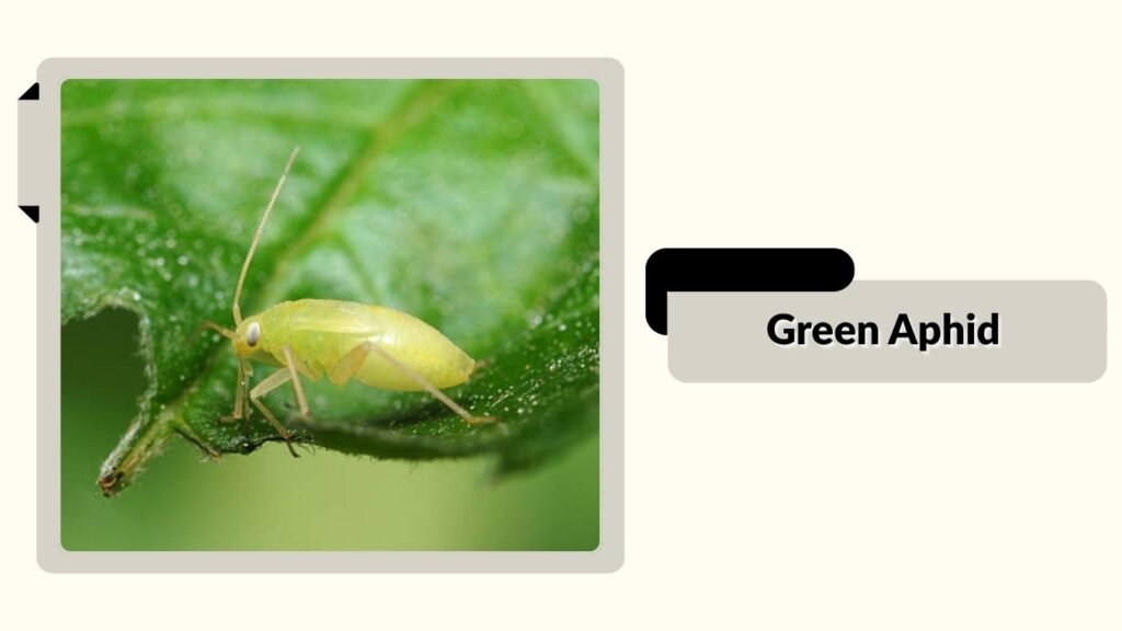 Green Aphid