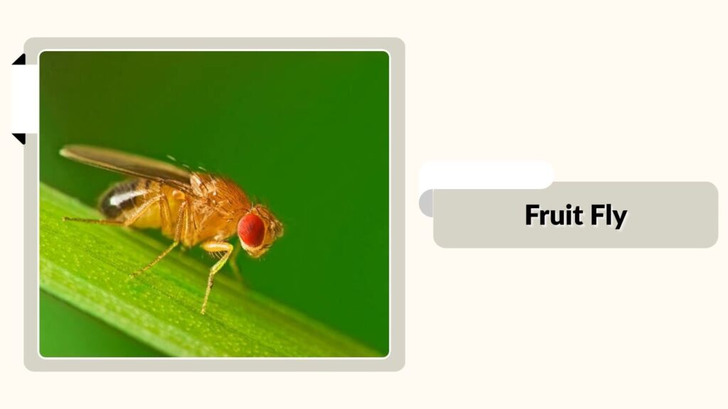 Fruit Fly