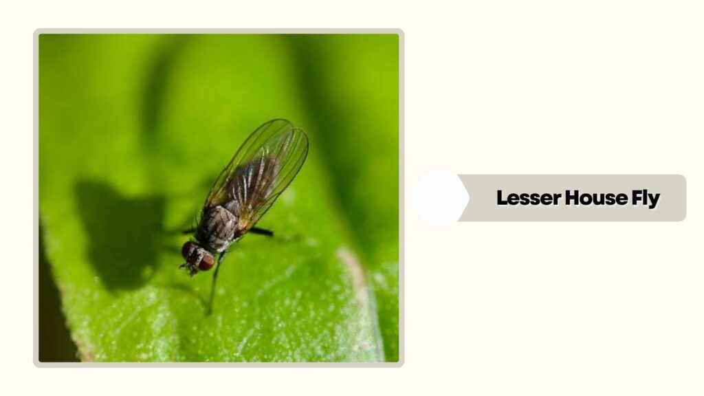 Lesser House Fly