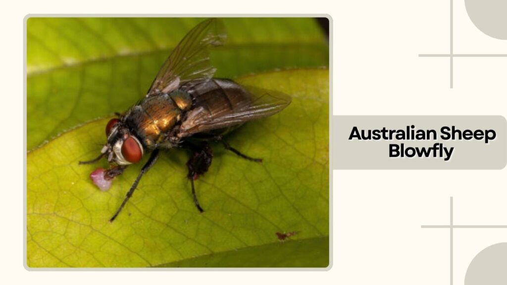 Australian Sheep Blowfly 