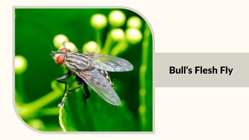  Bull’s Flesh Fly 