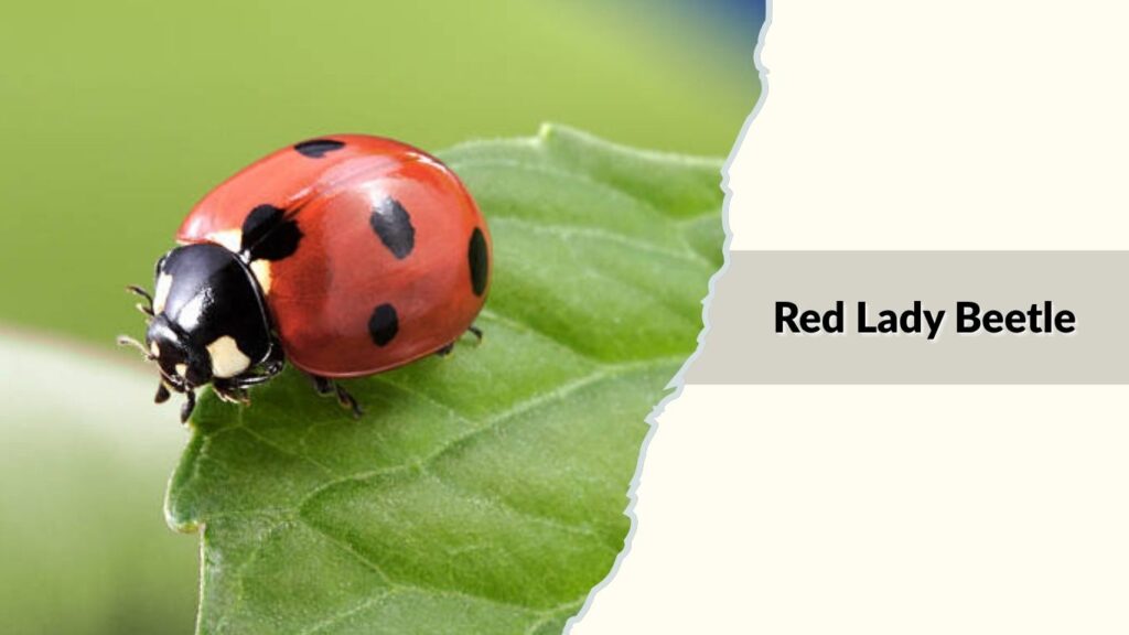 Red Lady Beetle