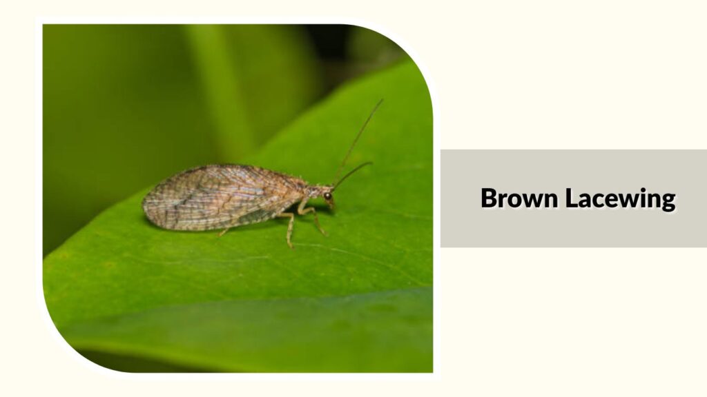Brown Lacewing