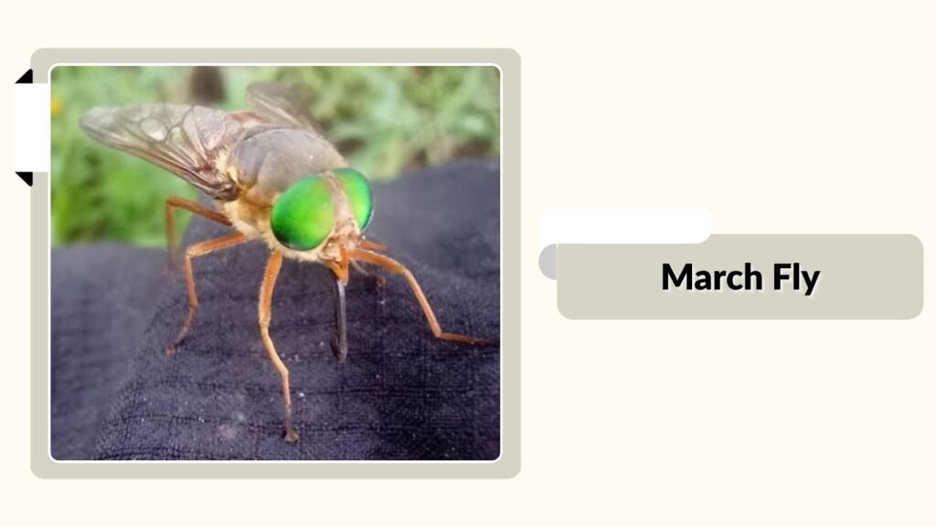 March Fly