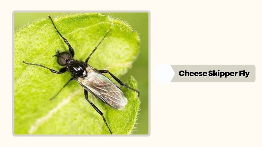 Cheese Skipper Fly