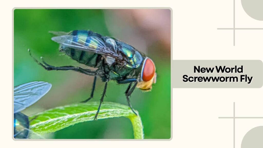  New World Screwworm Fly