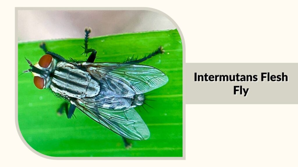 Intermutans Flesh Fly 