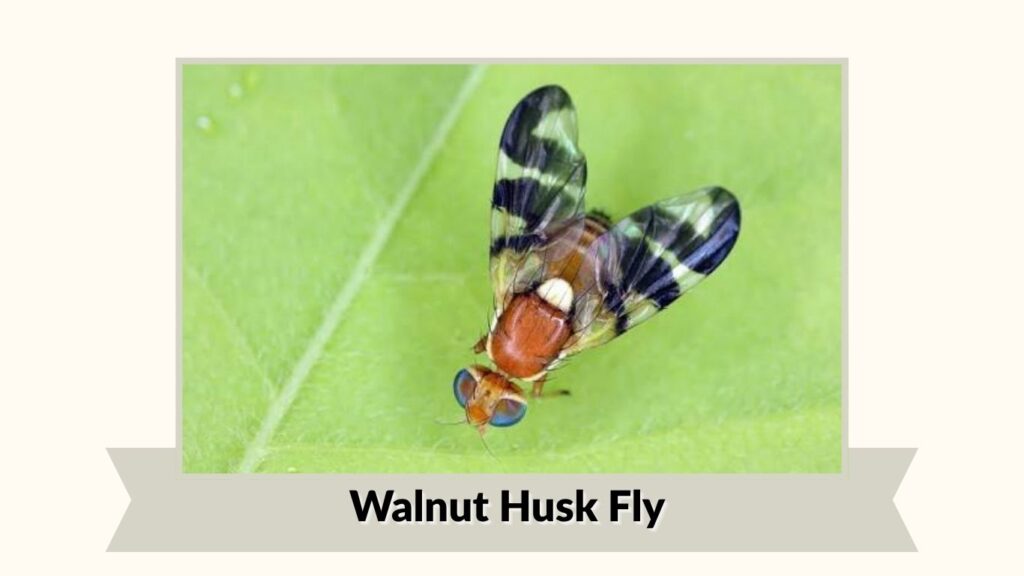 Walnut Husk Fly
